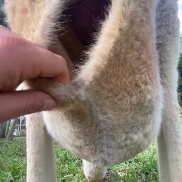 Have you ever thought about what is inside a kangaroo