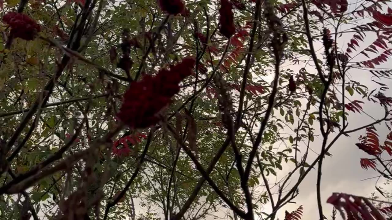 Sumac Tree Clusters Are Edible 😳