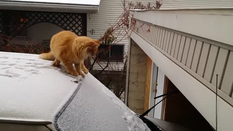 Unlucky Cat, Funny Cat Fails Epic Jump