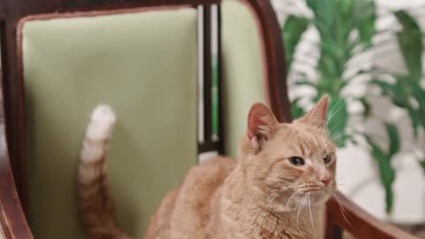 a-cat-on-top-of-a-chair