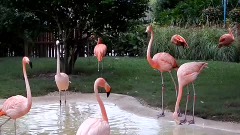 Flamingo (HD)
