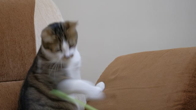 Playing with my cat on bed