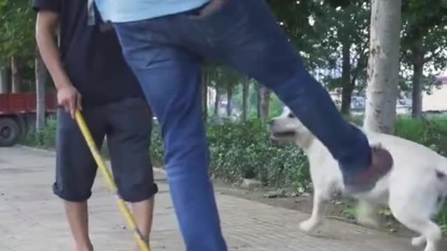 DOG SAVE BLIND MAN LIFE