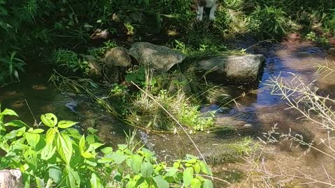 puppies cross Creek TATUM