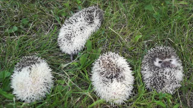 Hedgehog Cuteness Overload