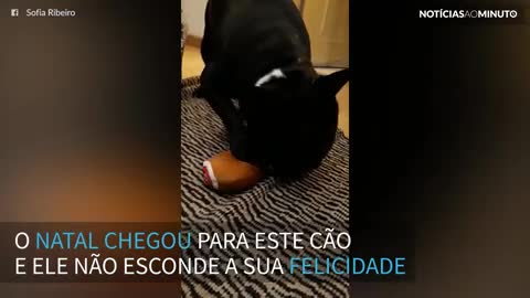 Cão ganha presente de natal e não aguenta de tanta felicidade