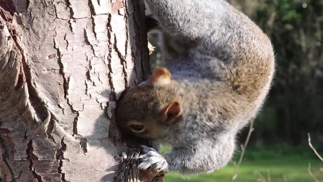 Gray Squirrel Head