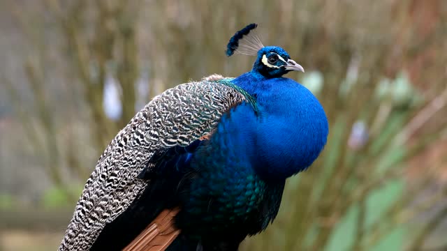 The peacock has beautiful wings