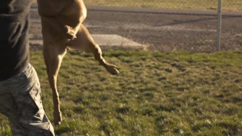 Dog training by army