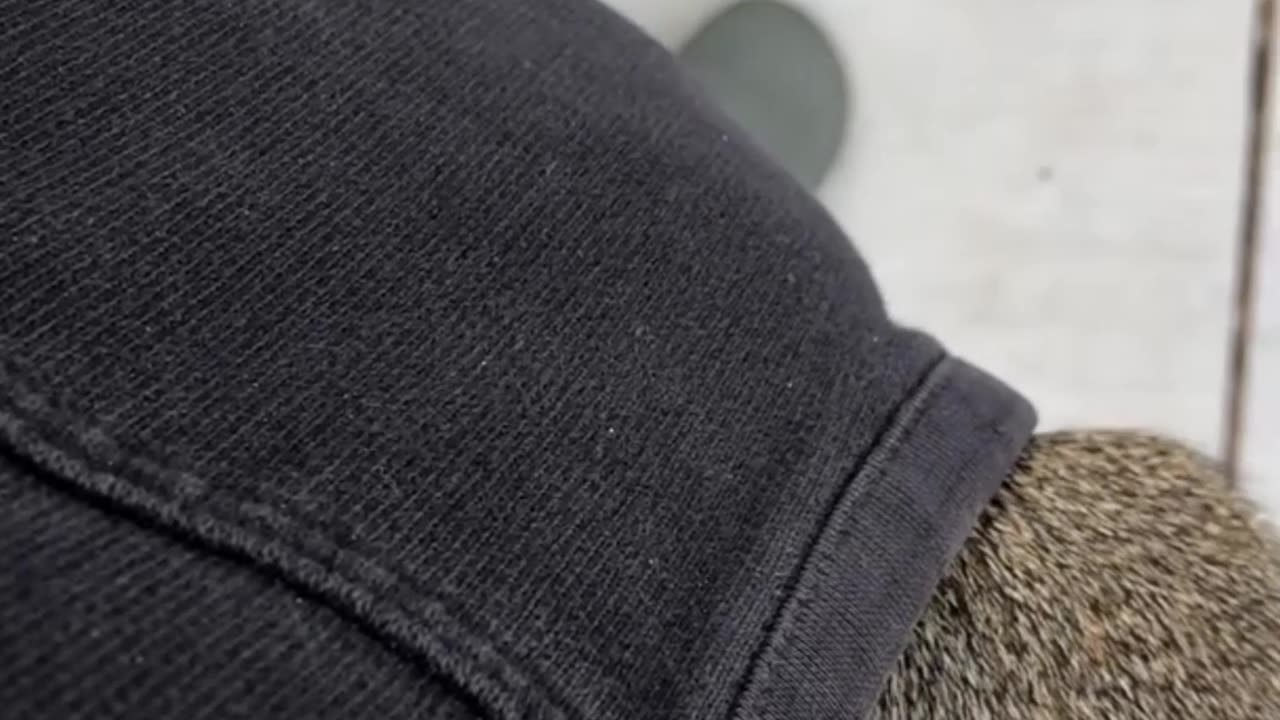Squirrel Visits Rescuer in Search of Treats