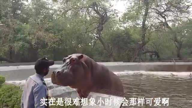 funny hippo