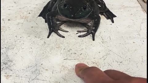 The incredible sound of the frog