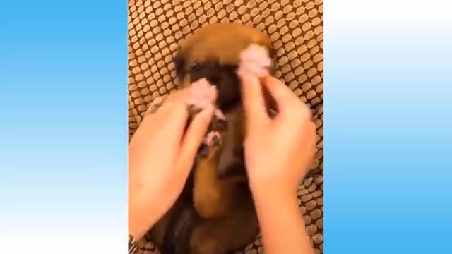 Top Funny Cat Videos Of The Weekly - Try Not To Laugh