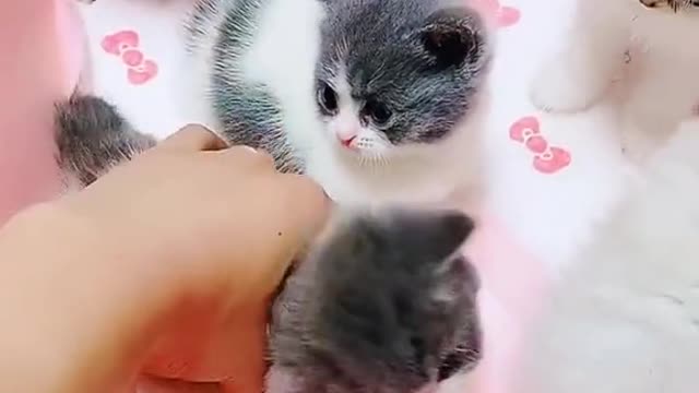 Baby Cats Like Baby Toys l Funny Cats Videos
