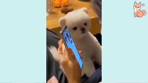 Angry - Funny Dogs of TikTok 😮 - angry Pet videos 😱