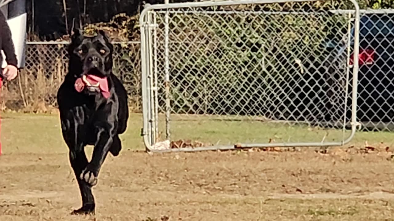 Cane corso chasing ball slow mo