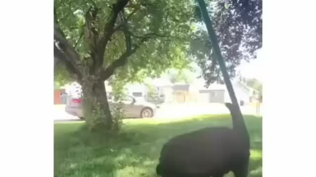 Puppy falls in love with butterfly on his way home