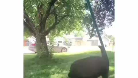 Puppy falls in love with butterfly on his way home