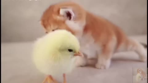 Chicks and kittens