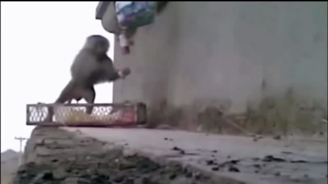 Gibbon Monkeys Animals Getting Shocked with Funny Sound Effects!! #shorts