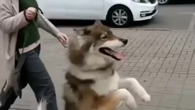 This pet dog is going to meet his girlfriend and is dancing happily