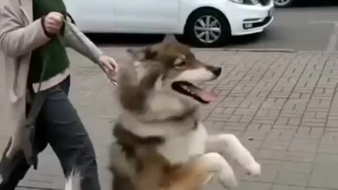 This pet dog is going to meet his girlfriend and is dancing happily