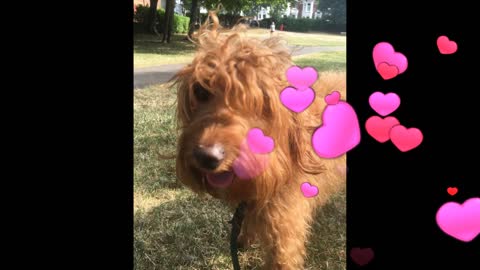 Walks with a curious Labradoodle