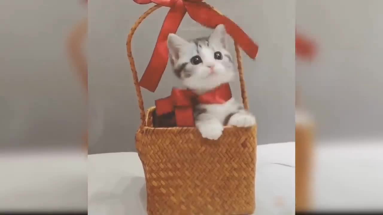Baby Cats - Cute and Funny Cat.