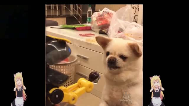 Funny Animals Niyyaa~~ Try not to Laugh