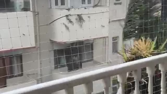Wind Whipped Palm Tree Waves by Balcony
