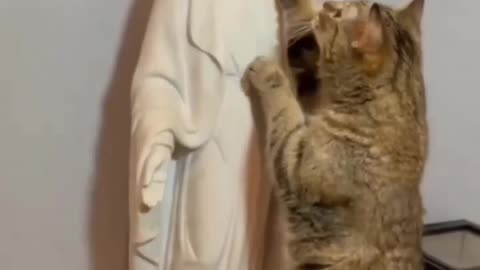 BEAUTIFUL ~CATS HAVE SENSE