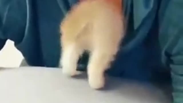 where are you going buddy!! 🤣😹
