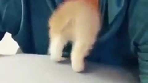 where are you going buddy!! 🤣😹