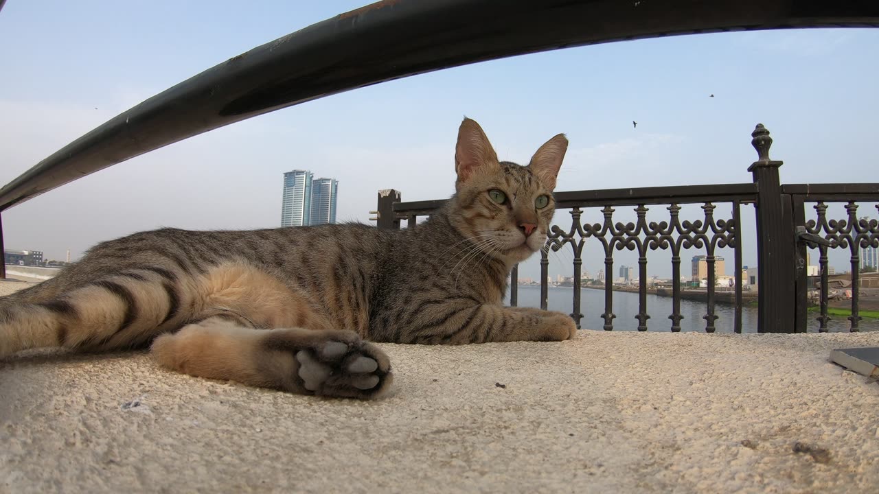 MICHAEL JACKSON - Homeless cat in Ras Al Khaimah, UAE #cat #cats #MichaelJackson #emirates #ae #UAE