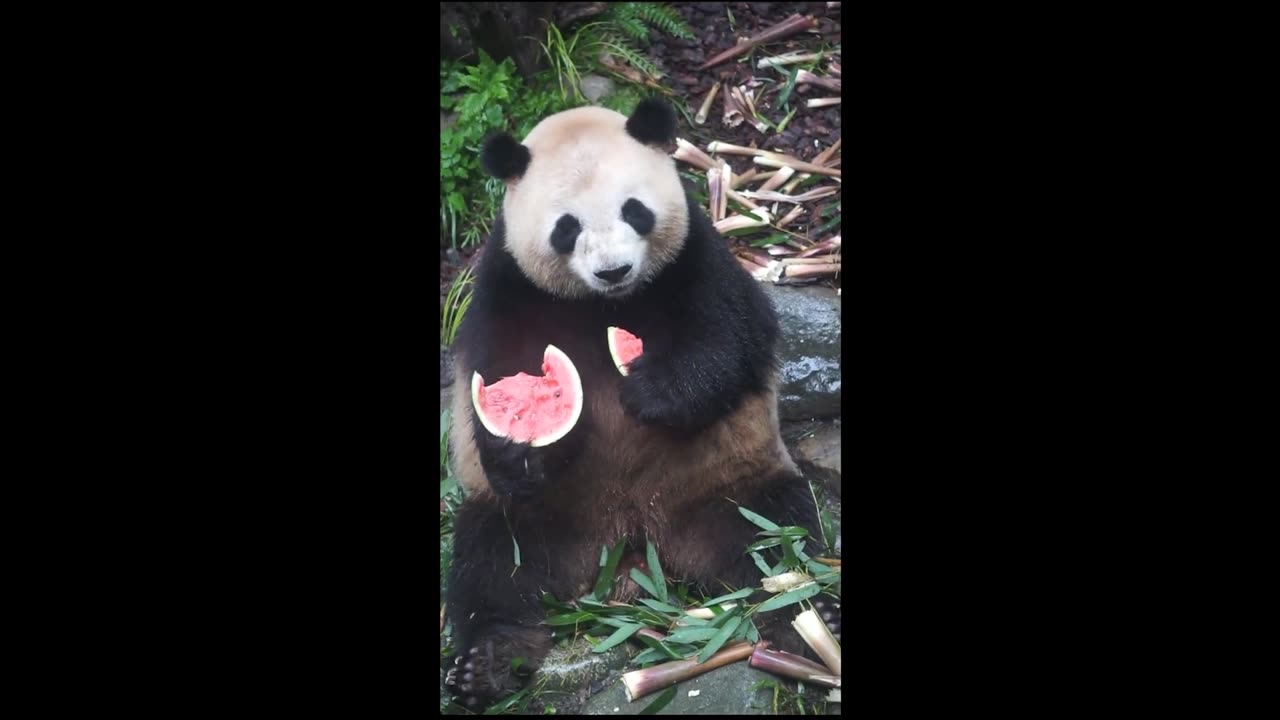 Giant panda eating watermelon