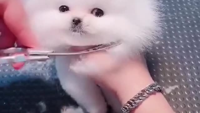 Cute puppy