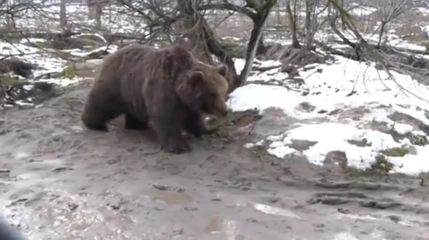 bear vs wolf