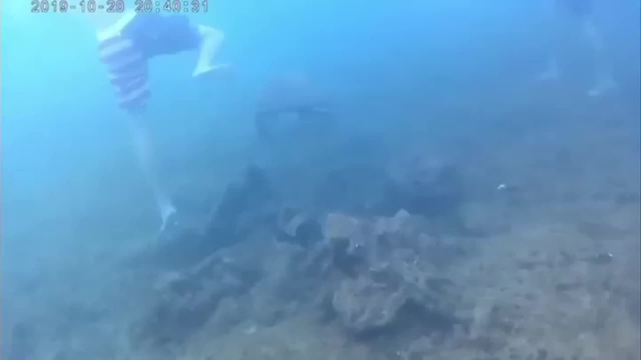Wildlife & Funs