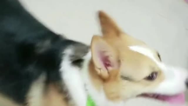 One me, one dog, we're both single dogs