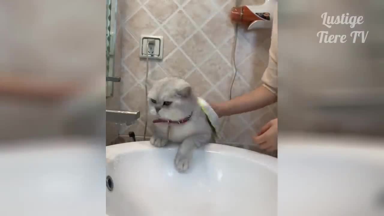 Cute Pets crazy and Funny Animals Compilation #3