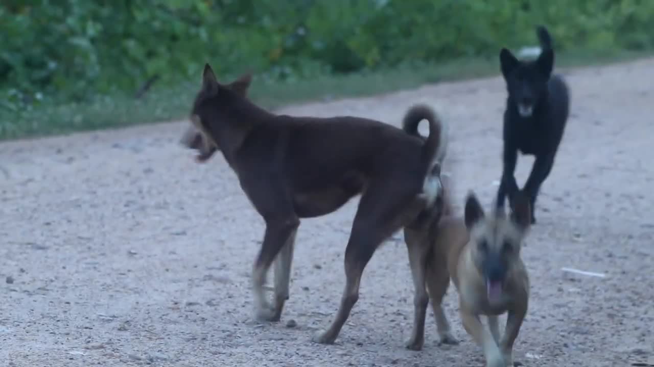 Two Dog Want To Meeting Her - Dog meeting