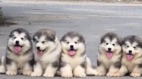 Cute dogs