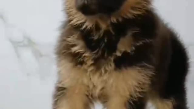 From time to time will share the baby pets at home