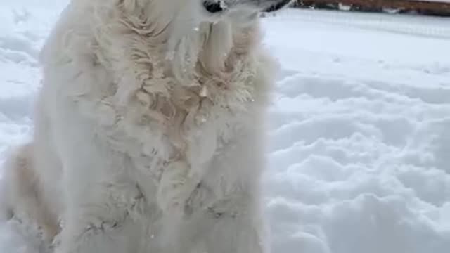 Golden Retriever is absolutely loving the snowfall