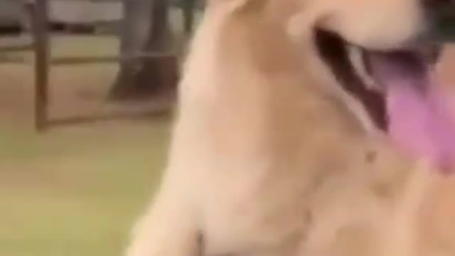 Funny Dog Weird Acts | viral | video | funny and cute