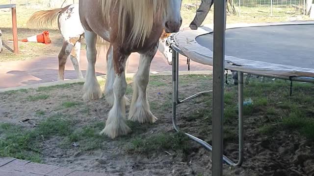 Stallion Assisting Kids Jumping on the Trampoline