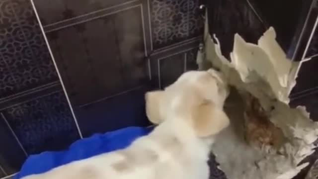 How do dogs dismantle their homes