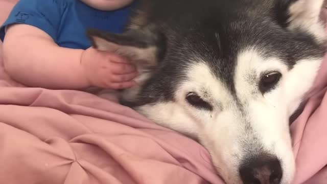 This husky saved the child's life👍, cute husky and baby ❤️