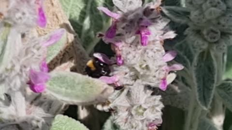 Beautiful Nice Bee In North Wales