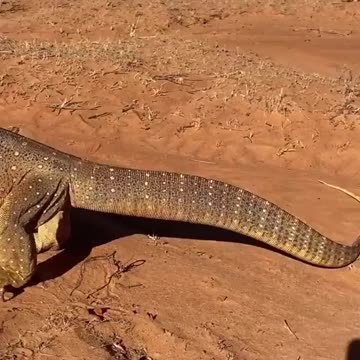 Churro taking a stroll on the beach in his new